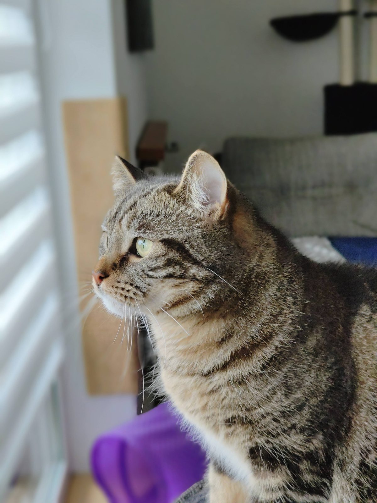 Getigerte Katze sitzt am Fenster und schaut nach draußen
