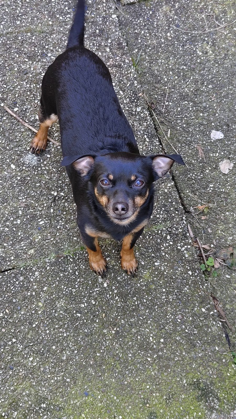 Kleiner schwarz-brauner Hund schaut an der Leine nach oben in die Kamera