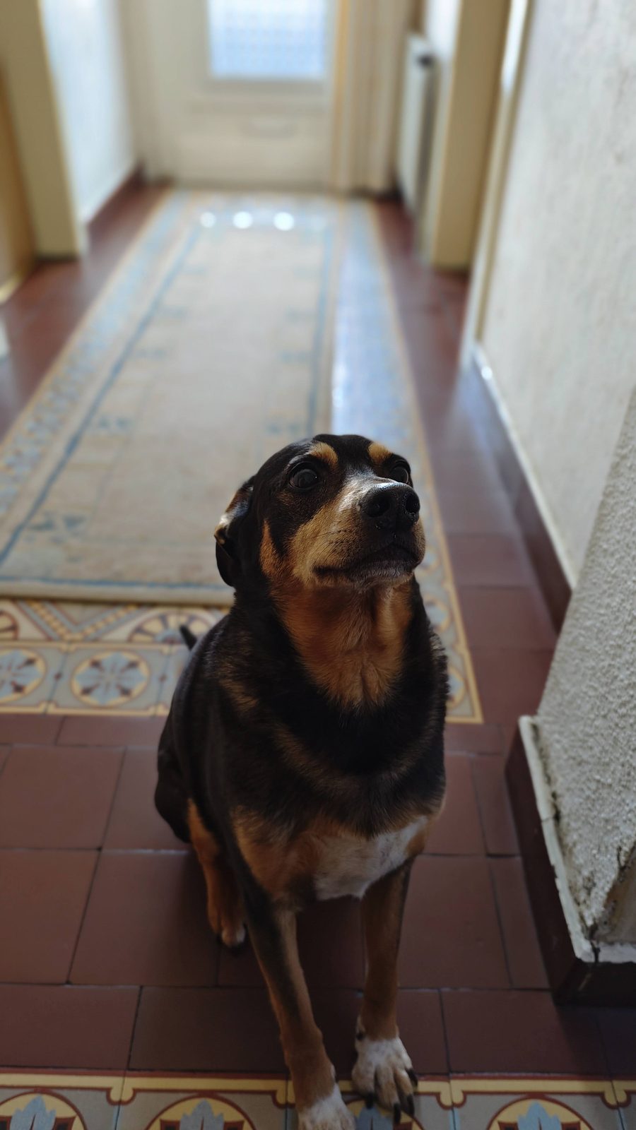 Hund sitzt aufmerksam im Hausflur und wartet an der Tür