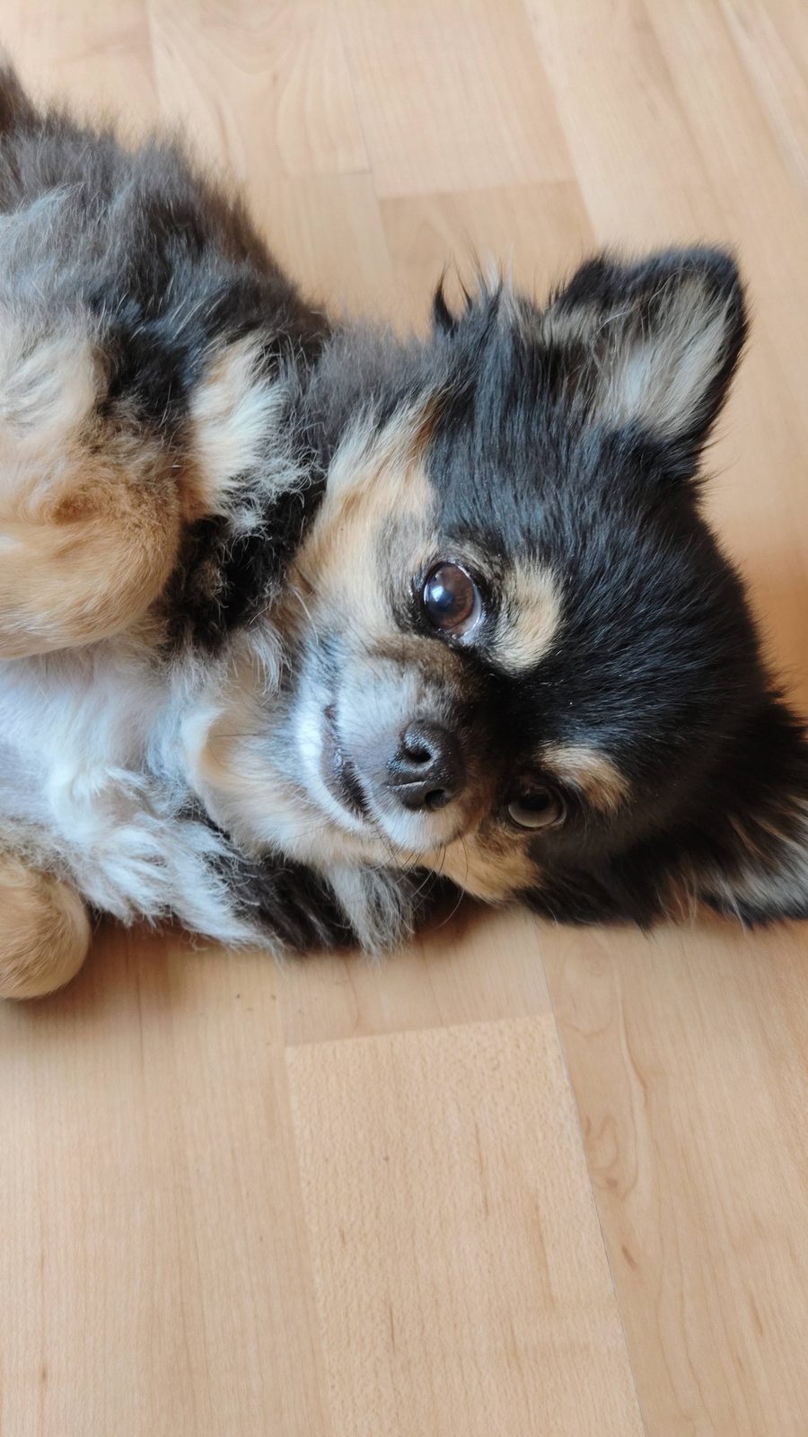 Kleiner Hund liegt entspannt auf dem Rücken auf dem Holzboden