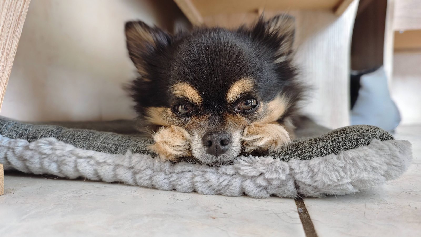 Kleiner Hund liegt zusammengerollt auf einem weichen Kissen